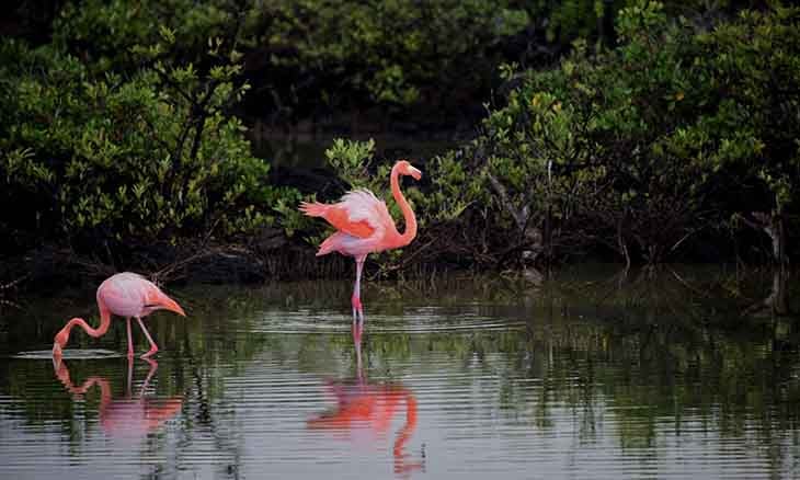 Large flamingos sample